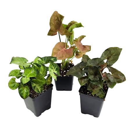 Assorted Single Syngonium podophyllum