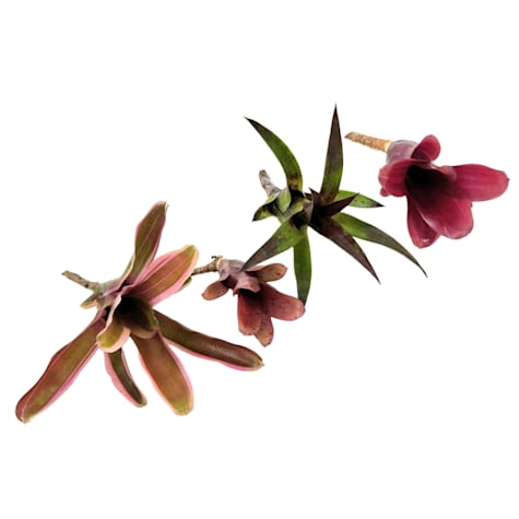 Assorted Single Bromeliad - Neorgelia
