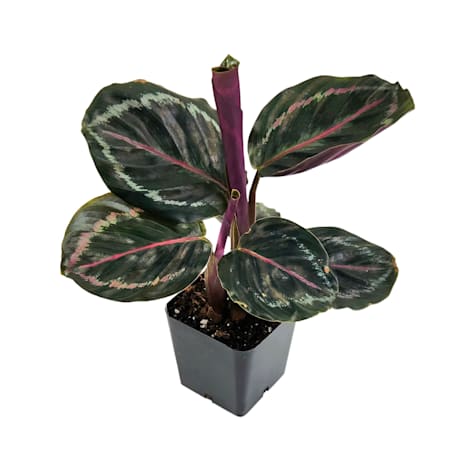 Assorted Single Calathea