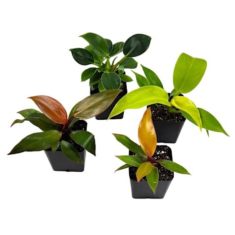 Assorted Single Philodendron