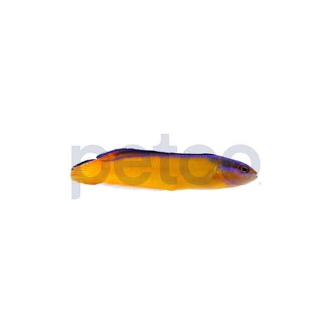 Aquacultured Neon Aldabraensis Dottyback