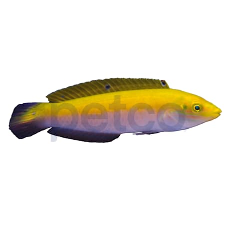 Canarytop Wrasse