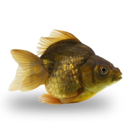 Green Short Tail Ryukin Goldfish