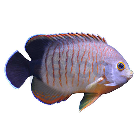 Red Stripe Eibli Angel