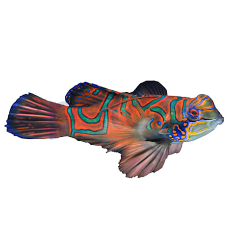 Red Mandarin Goby