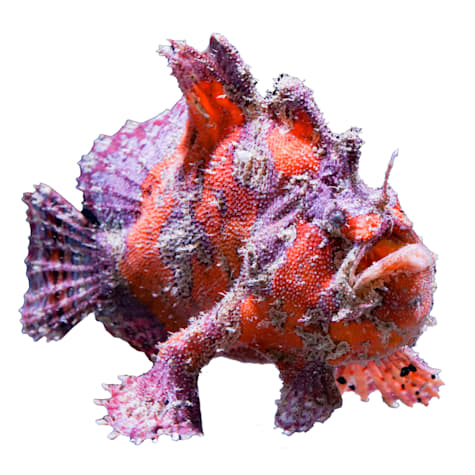 Shaggy Angler