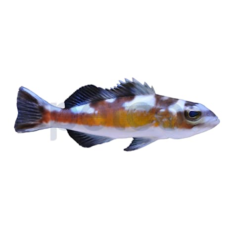 Tobacco Basslet