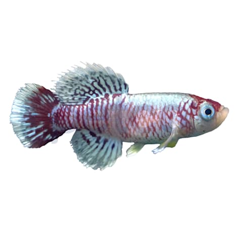Red Orchid Eggersi Killifish