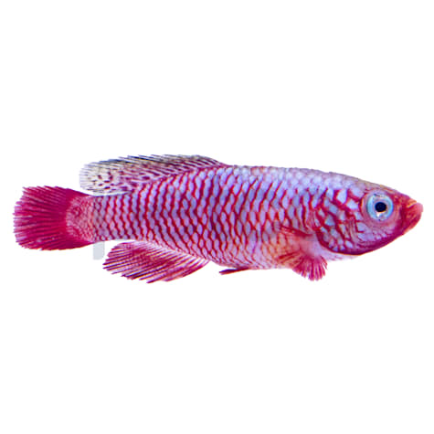 Rubripinnis Killifish