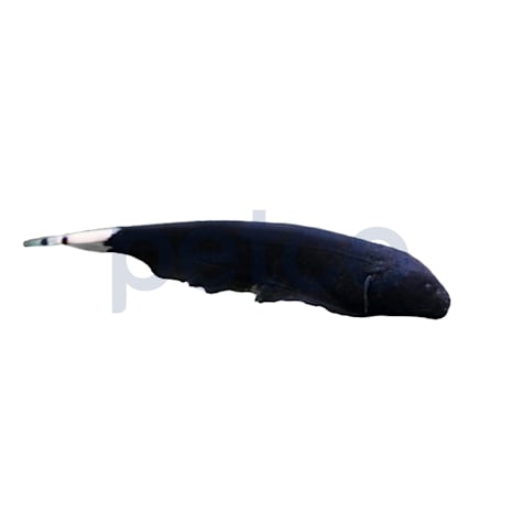 Black Ghost Knifefish