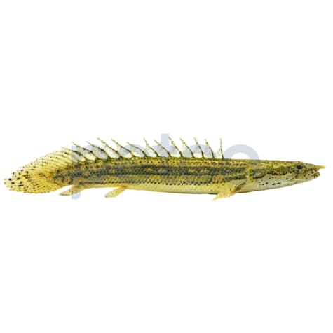 Lapradei Bichir