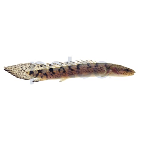 Delhezi Bichir