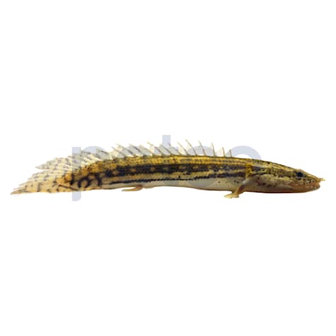 Guinean Ansorgii Bichir