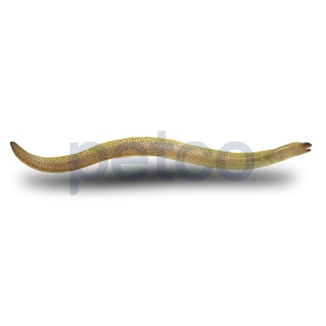 Freshwater Moray Eel