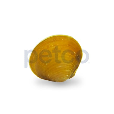 Yellow Mini Clam