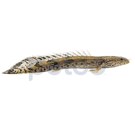 Saddled Endlicheri Bichir
