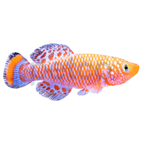 Rachovii Killifish