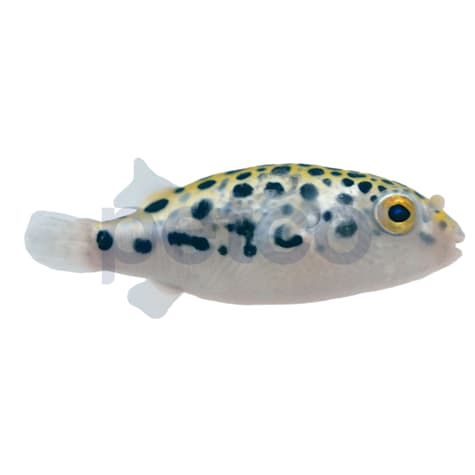 Green Spotted Pufferfish