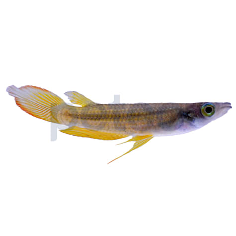 Golden Wonder Killifish