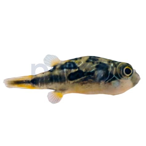 Indian Pea Pufferfish