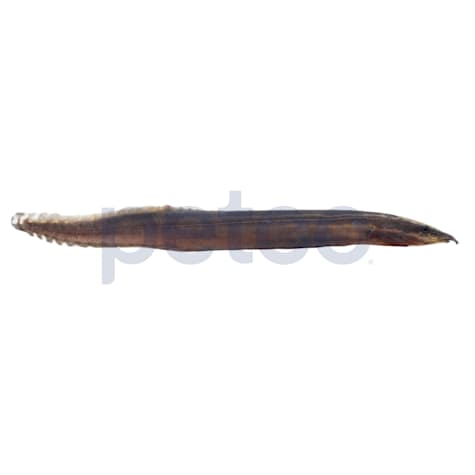 Fire Eel