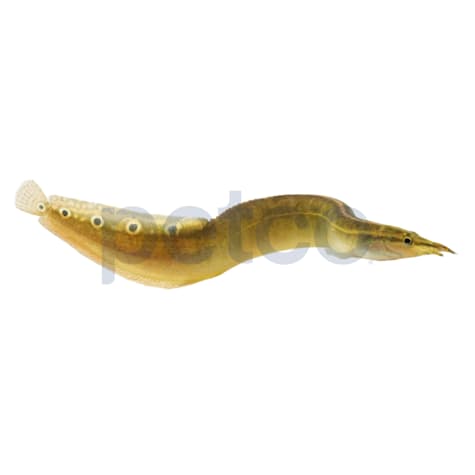 Peacock Eel