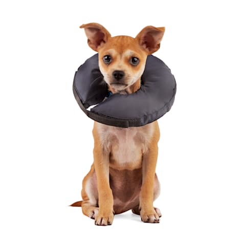 Well & Good Soft-Filled Recovery Dog Collar
