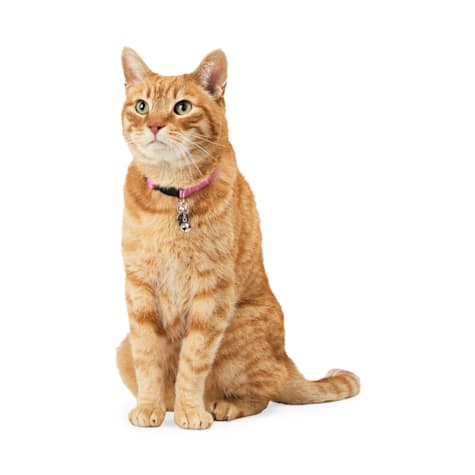 YOULY Metal Bells Cat Apparel