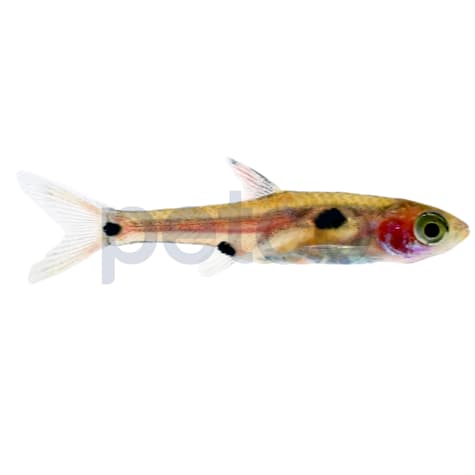 Dwarf Spotted Rasbora