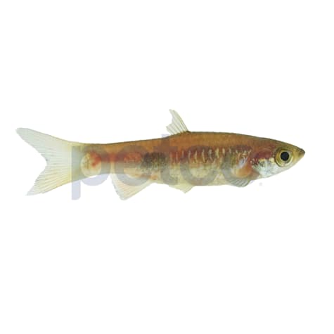 Clown Rasbora