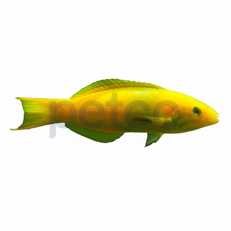 Male Banana Wrasse