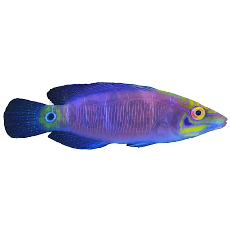 Mystery Wrasse - Small