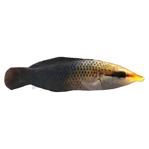 Female Black Bird Wrasse