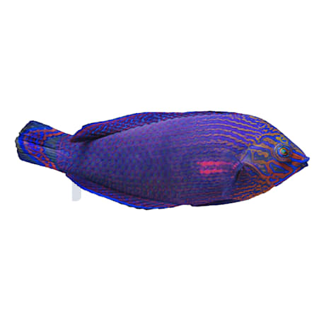 Dusky Margined Wrasse