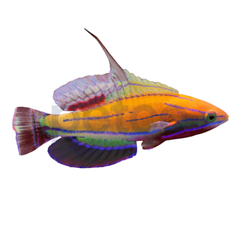 Maldives McCosker's Wrasse