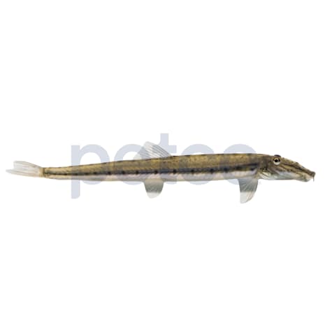 Horseface Loach