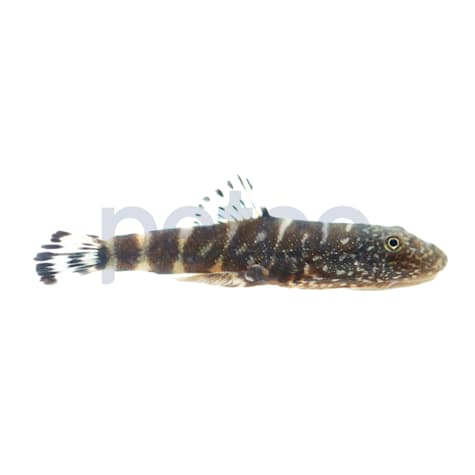 Yellow Finned Sucker Loach