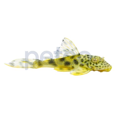 Para Yellow Spotted Plecostomus L-075