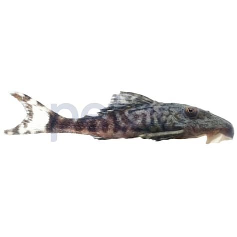 Papa Panaque Plecostomus L-090