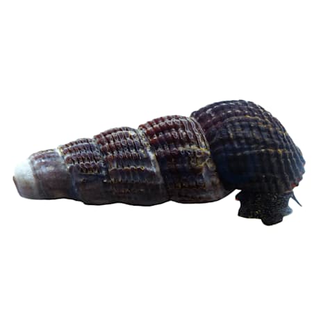 Yellow Spotted Rabbit Snail