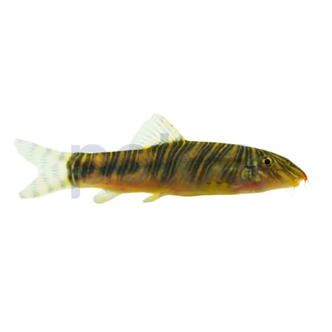 Zebra Loach