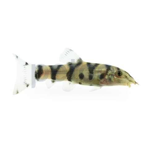 Yo-Yo Loach