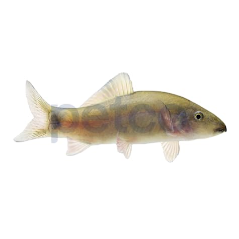 Yellow Tail Loach