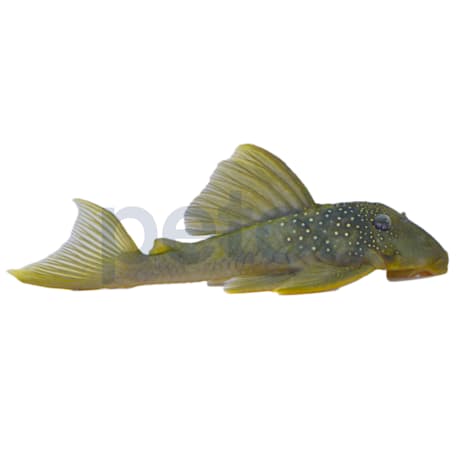 Green Phantom Plecostomus L-200