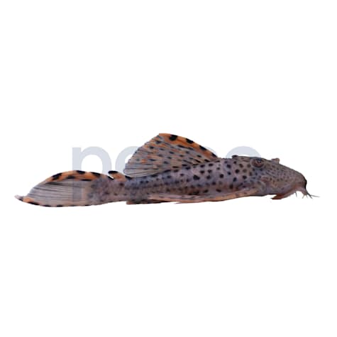 Redfin Plecostomus L-091