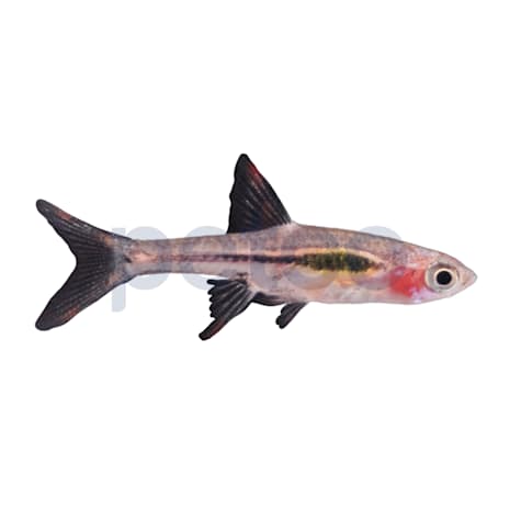 Chili Rasbora