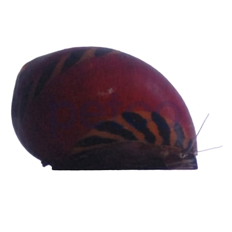 Red Racer Nerite Snail