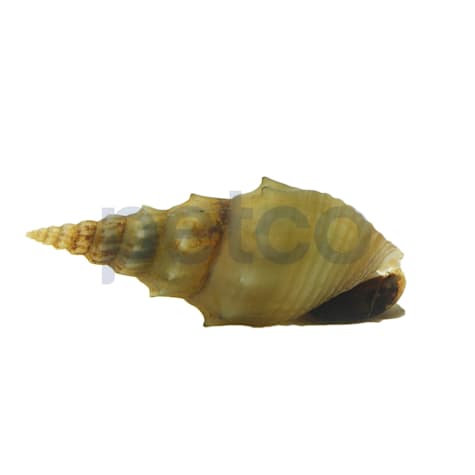 Prambanan Spiky Trumpet Snail