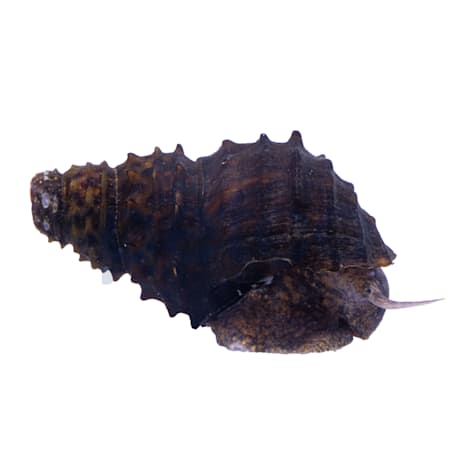 Algae King Koopa Snail