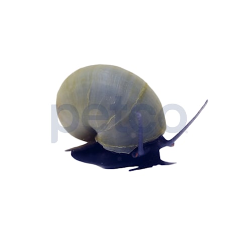 Blue Mystery Snail